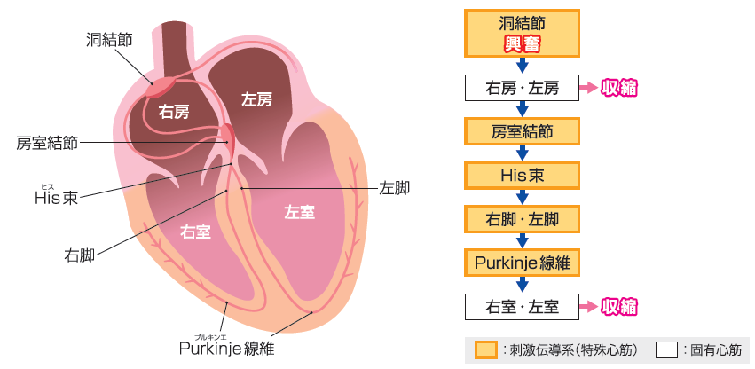 図1 刺激伝導系と心筋の収縮
