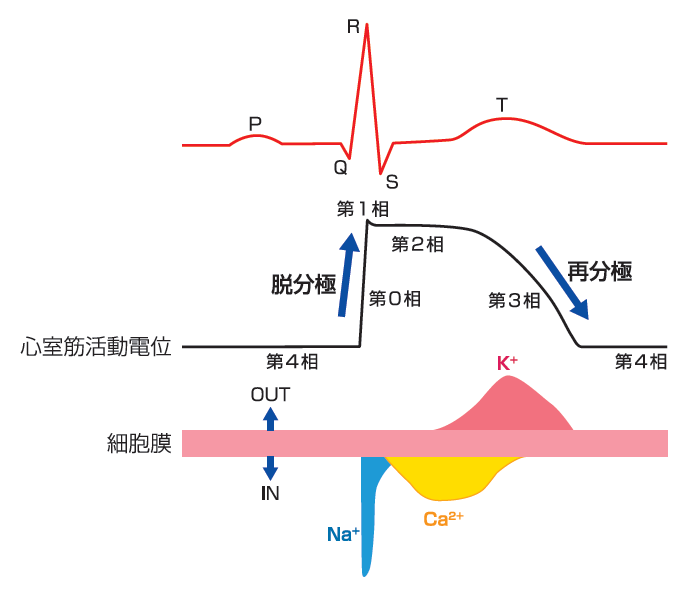 図2 心筋細胞（心室筋）の興奮：脱分極と再分極