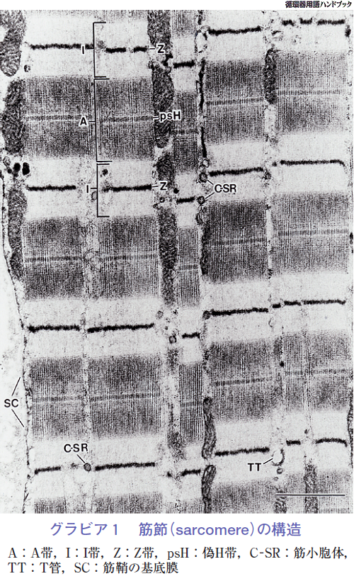 筋節（sarcomere）の構造