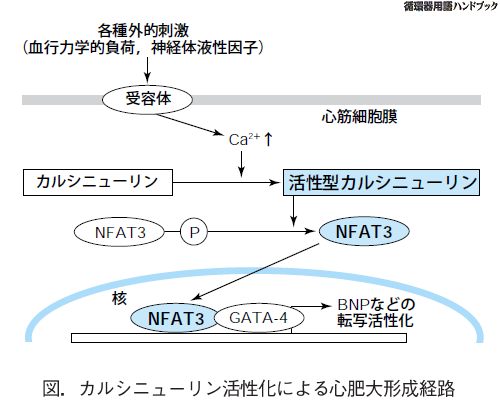 カルシニューリン活性化による心肥大形成経路