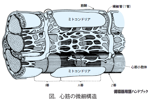 心筋の微細構造