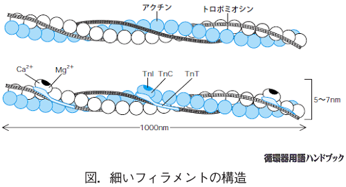 細いフィラメントの構造