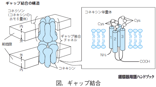ギャップ結合