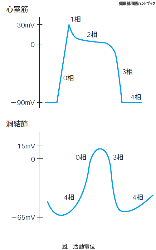 活動電位