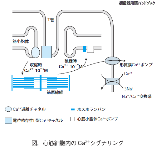 心筋細胞内Ca2＋シグナリング