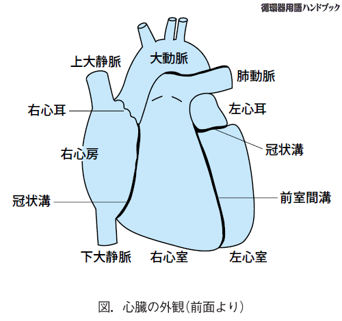 心臓の外観（前面より）