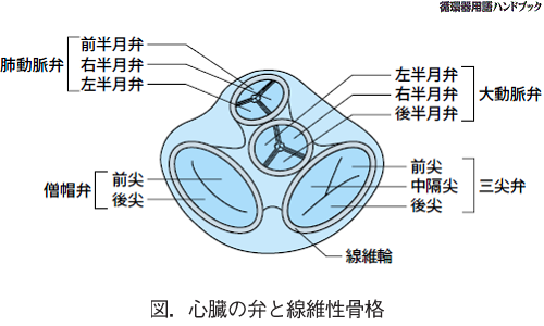 心臓の弁と繊維性骨格
