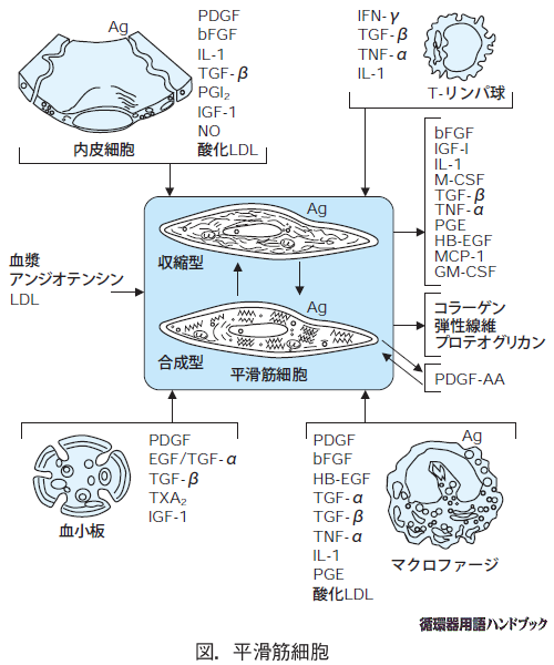平滑筋細胞