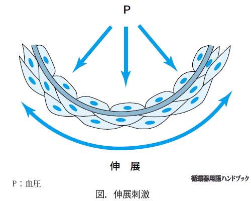 伸展刺激