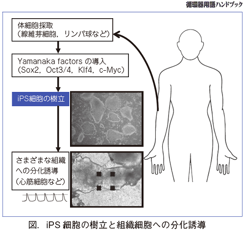 iPS細胞の樹立と組織細胞への分化誘導