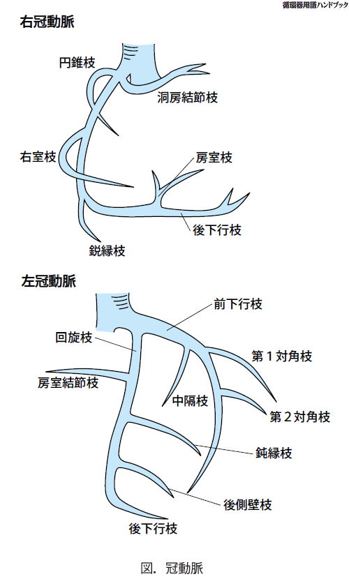 冠動脈