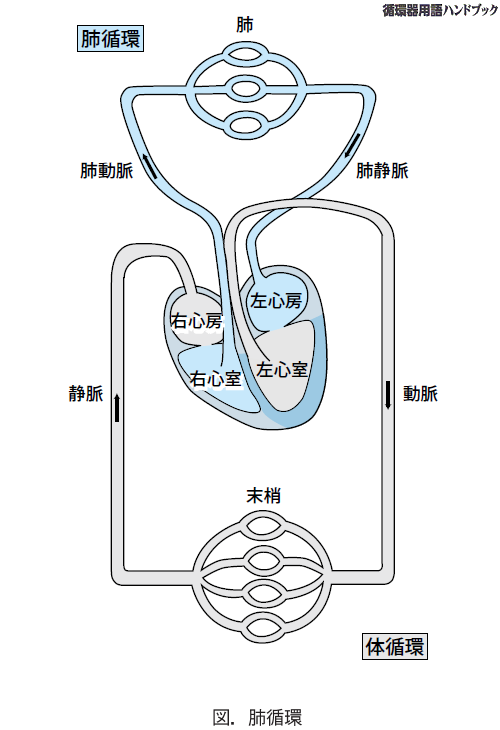 肺循環
