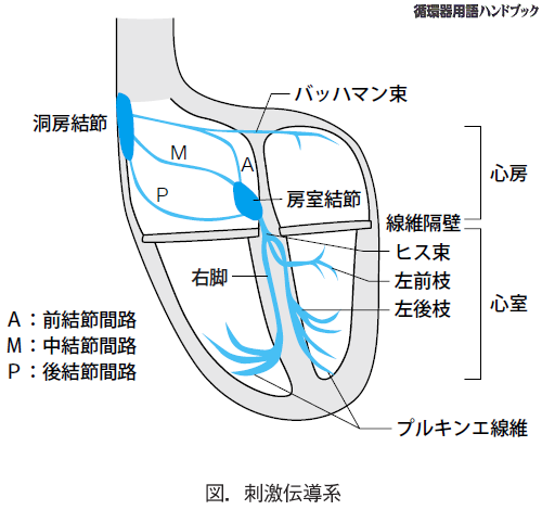 刺激伝導系