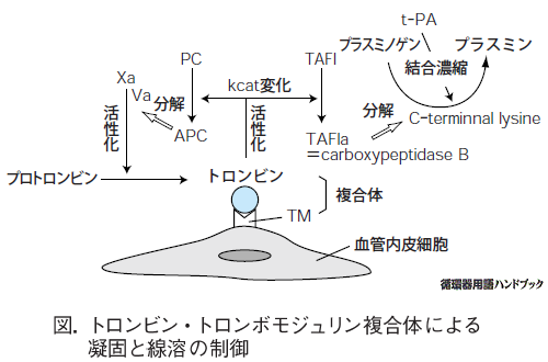 トロンビン・トロンボモジュリン複合体による凝固と線溶の制御