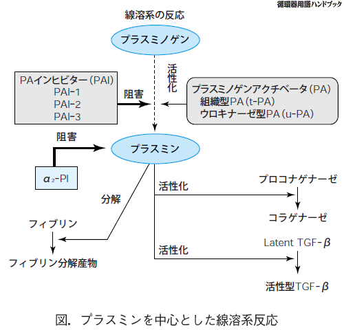プラスミンを中心とした線溶系反応