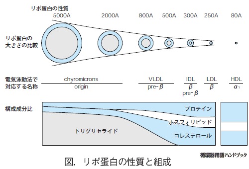 リポ蛋白の性質と組成