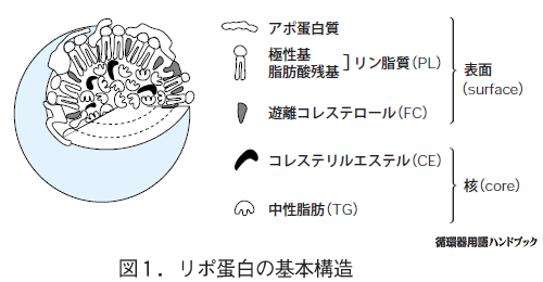 リポ蛋白の基本構造