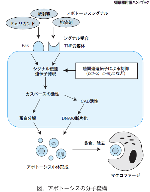 アポトーシスの分子機構