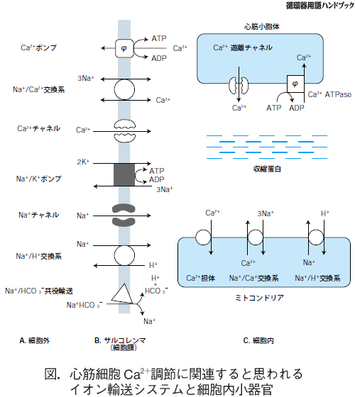 心筋細胞内Ca2＋調節に関連すると思われるイオン輸送システムと細胞内小器官