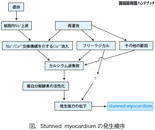 stunned myocardiumの発生機序