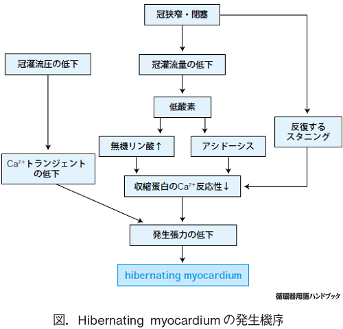 hibernating myocardiumの発生機序