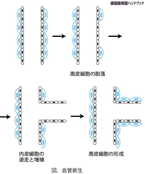 血管新生