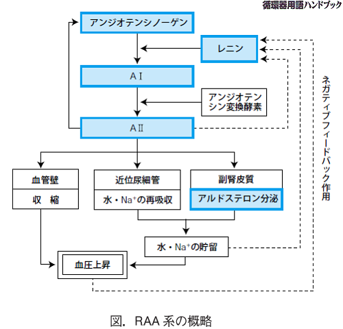 RAA系の概略