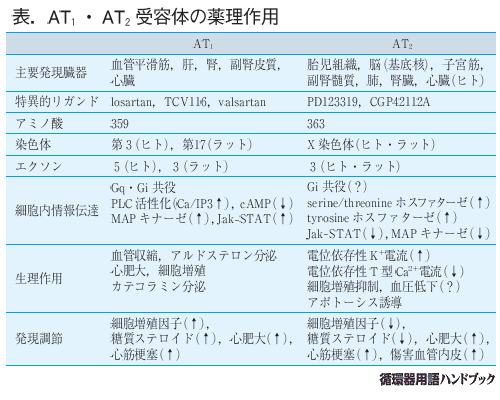 AT1・AT2受容体の薬理作用