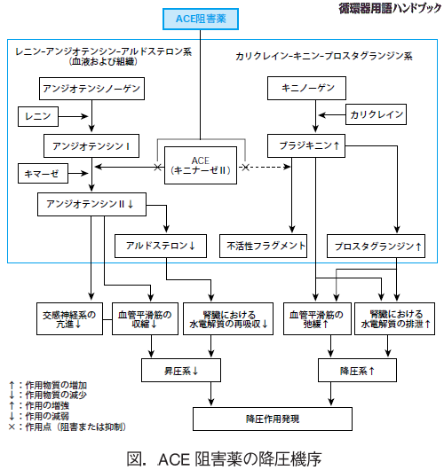ACE阻害薬の降圧機序