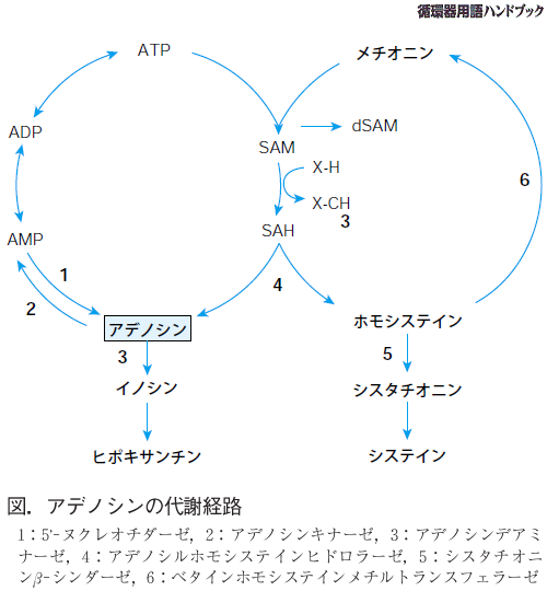 アデノシンの代謝経路