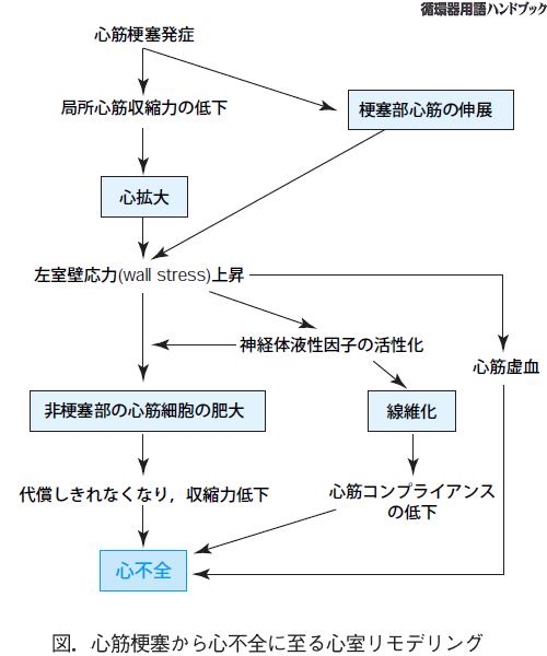心筋梗塞から心不全に至る心室リモデリング