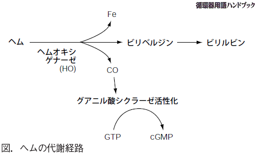 ヘムの代謝経路