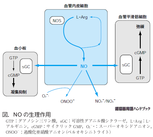 NOの生理作用