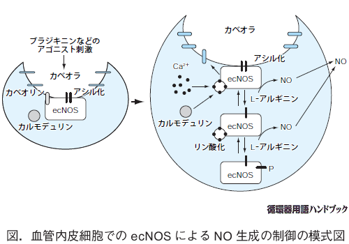 血管内皮細胞でのecNOSによるNO生成の制御の模式図