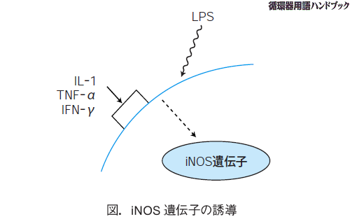 iNOS遺伝子の誘導