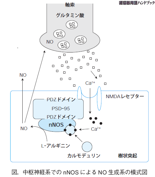 中枢神経系でのnNOSによるNO生成系の模式図