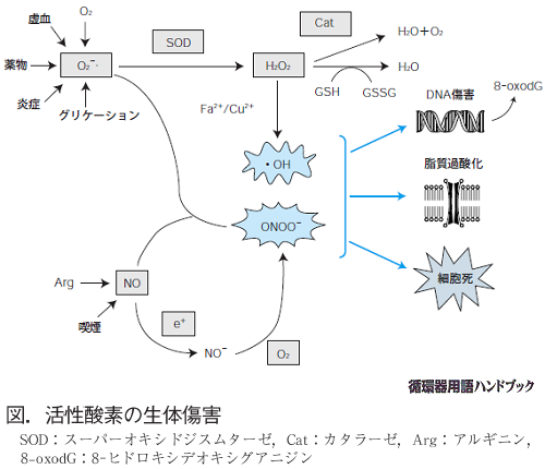 活性酸素の生体障害