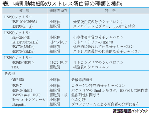 哺乳動物細胞のストレス蛋白質の種類と機能