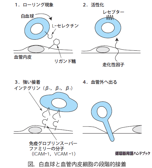 白血球と血管内皮細胞の段階的接着