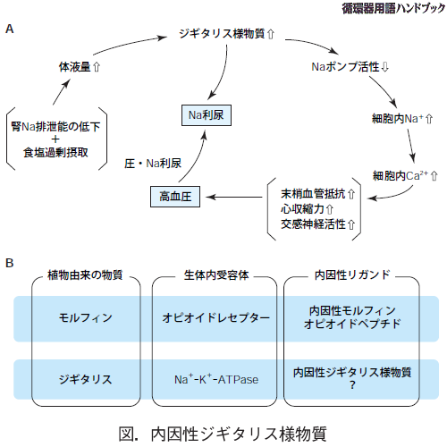内因性ジギタリス様物質