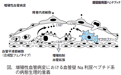 増殖性血管病変における血管壁Na利尿ペプチド系の病態生理的意義
