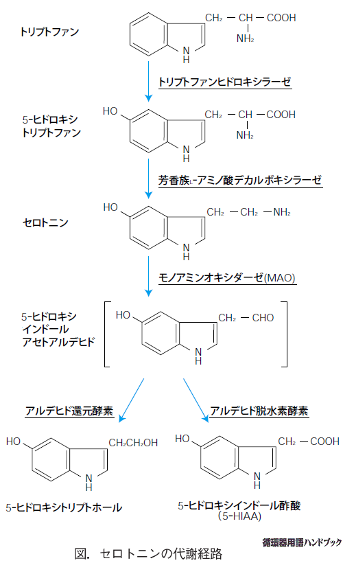 セロトニンの代謝経路
