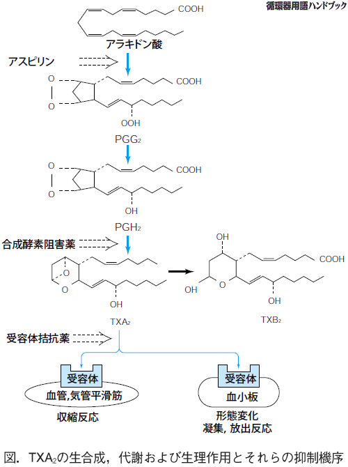 TXA2の生合成、代謝および薬理作用とそれらの抑制機序