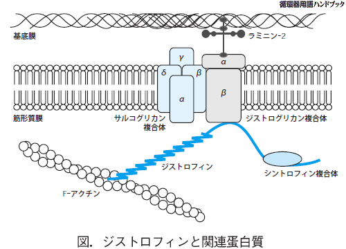 ジストロフィンと関連蛋白質