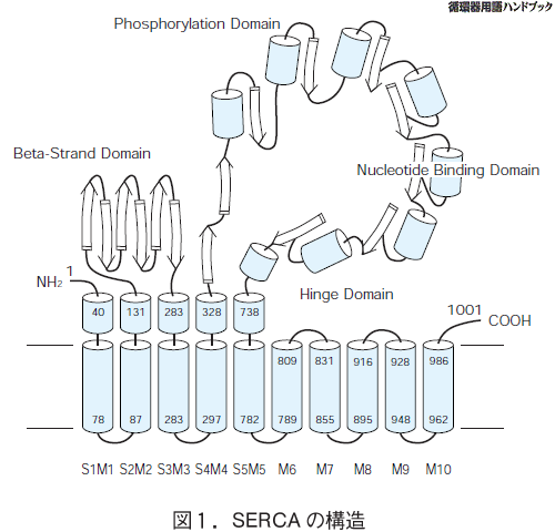 SERCAの構造
