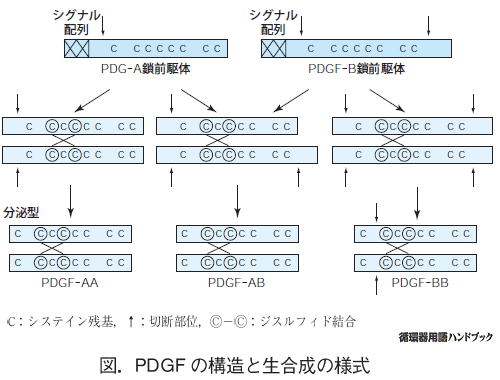 PDGFの構造と生合成の様式