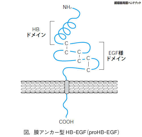 膜アンカー型HB-EGF（proHB-EGF）