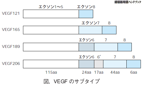VEGFのサブタイプ