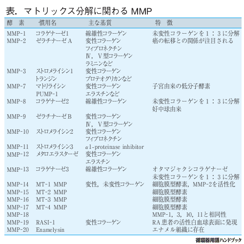マトリックス分解に関わるMMP