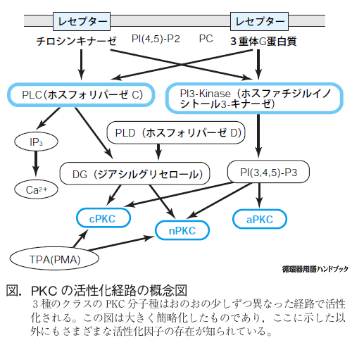 PKCの活性化経路の概念図